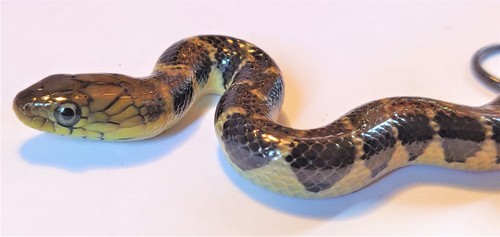 Smith's African Water Snake