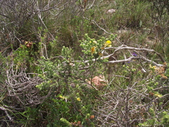 Aspalathus chortophila