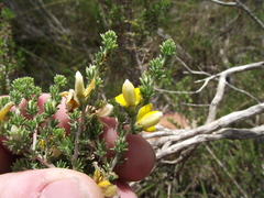 Aspalathus chortophila