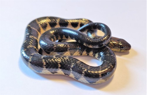 Smith's African Water Snake