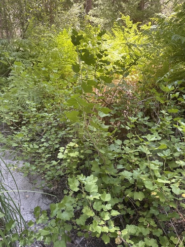 iNaturalist observation photo of mountain pink currant