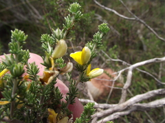 Aspalathus chortophila