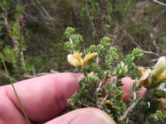 Aspalathus chortophila