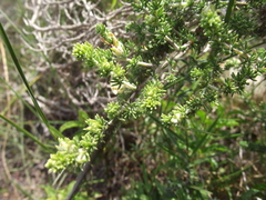 Aspalathus chortophila