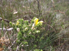 Aspalathus chortophila