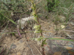 Holothrix burchellii