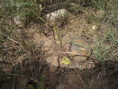 Holothrix burchellii