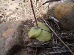 Holothrix burchellii