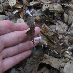 Apteria aphylla