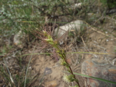 Holothrix burchellii