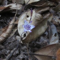 Apteria aphylla