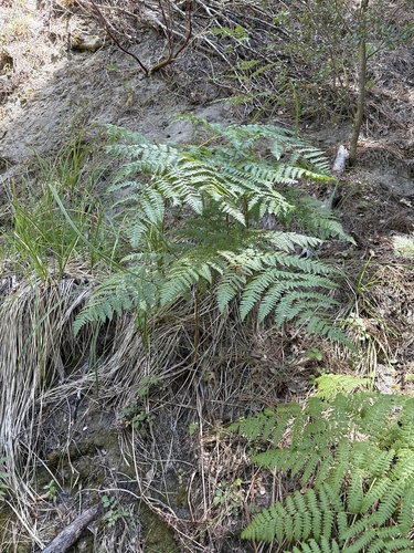 iNaturalist observation photo of Hairy brackenfern