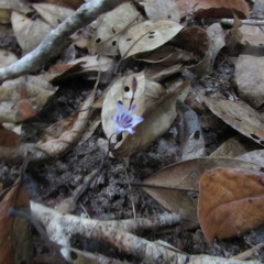 Apteria aphylla