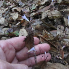 Apteria aphylla