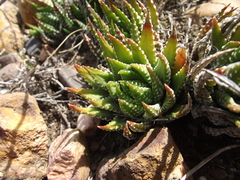 Haworthiopsis fasciata