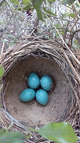 Western European Song Thrush
