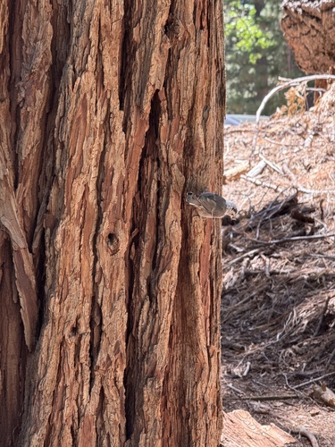 iNaturalist observation photo of White-breasted Nuthatch
