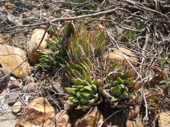 Haworthiopsis fasciata