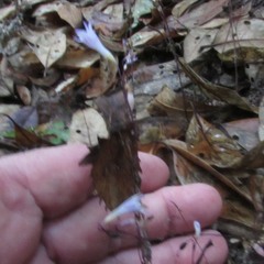 Apteria aphylla