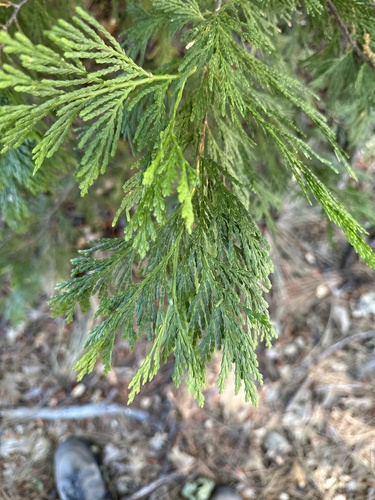 iNaturalist observation photo of California incense-cedar