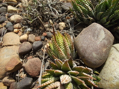 Haworthiopsis fasciata