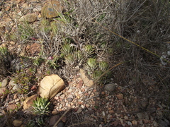 Haworthiopsis fasciata