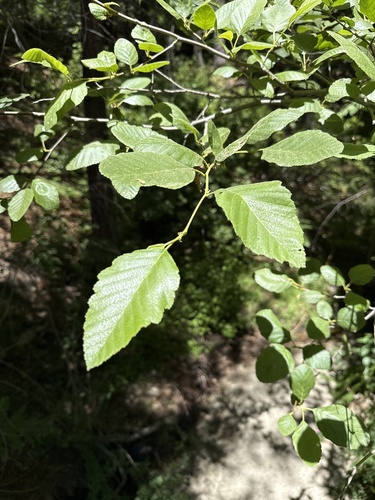 iNaturalist observation photo of white alder