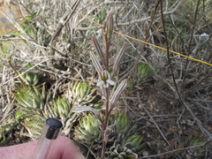Haworthiopsis fasciata