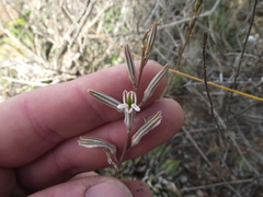 Haworthiopsis fasciata