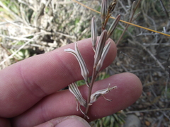 Haworthiopsis fasciata