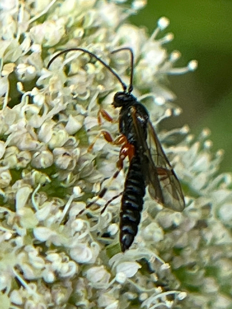 Iseropus stercorator