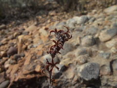 Adromischus cristatus