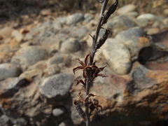 Adromischus cristatus