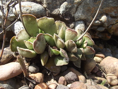 Adromischus cristatus