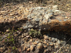 Adromischus cristatus