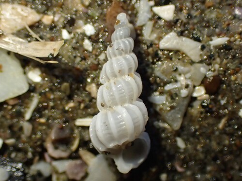 Cirsotrema zelebori observed 2025-07-25