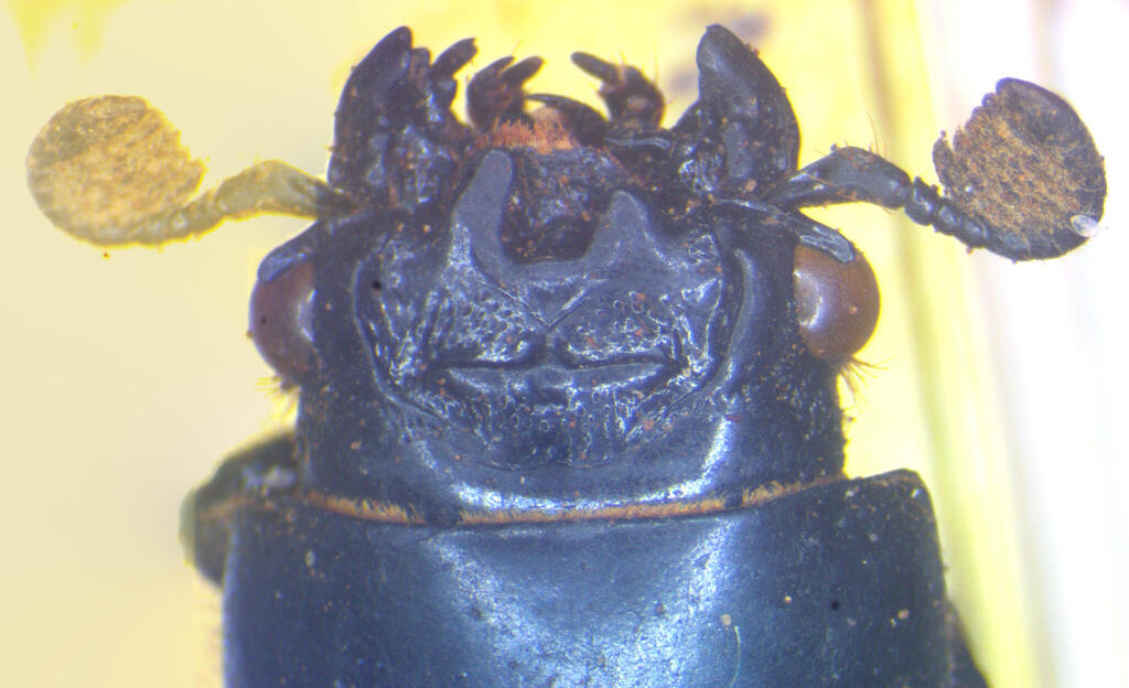 Aceraius lamellatus