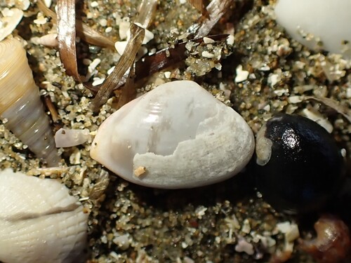 Corbula zelandica observed 2025-07-25