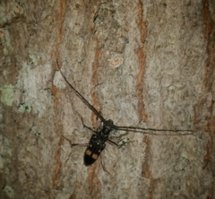 Phoracantha punctata