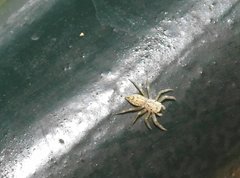 Phintelloides versicolor