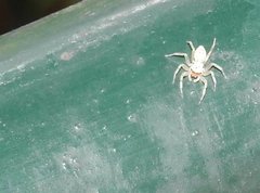 Phintelloides versicolor