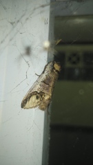 Lepidoptera