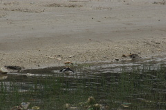 Motacilla alba alboides