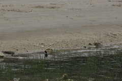Motacilla alba alboides