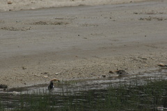 Motacilla alba alboides