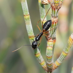 Camponotus consobrinus