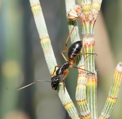Camponotus consobrinus