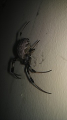 Nephilengys malabarensis