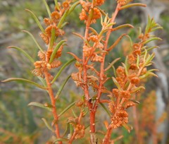 Gyrostemon australasicus