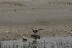 Motacilla alba alboides